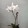 Laelia anceps iliana